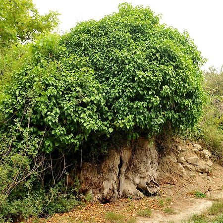 Villa Axenti Agios Thomas  Bagian luar foto